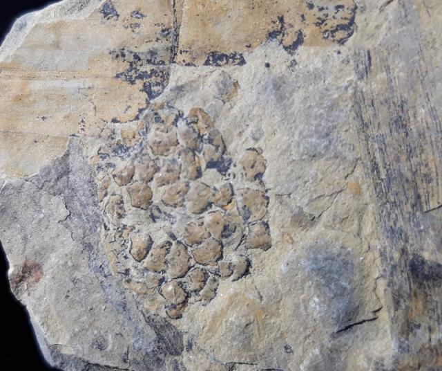 Equisetites arenaceus (JGER 1827) - Bild © FossNet FossilienStore